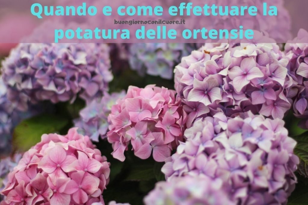 Quando Fare E Come Effettuare La Potatura Delle Ortensie