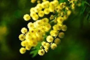 Festa della donna, mimosa