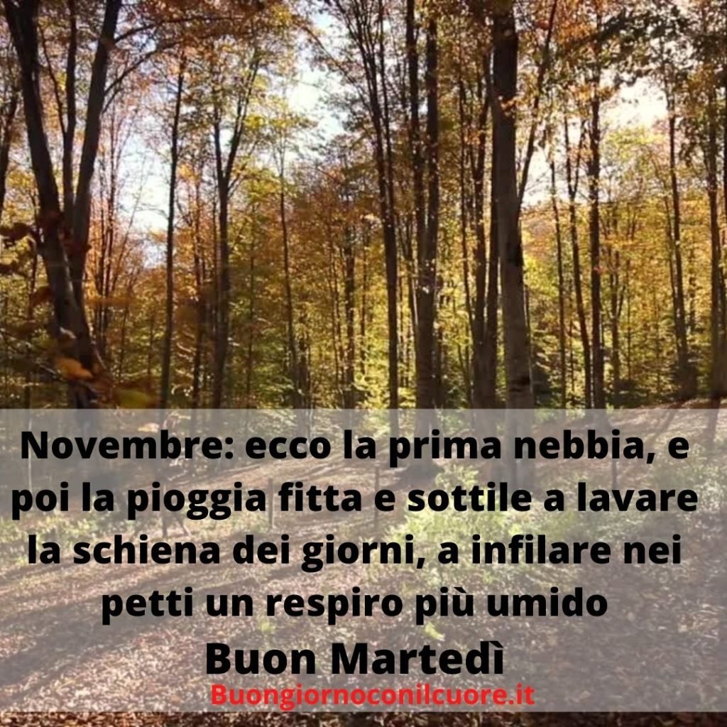 immagini buon martedì novembre