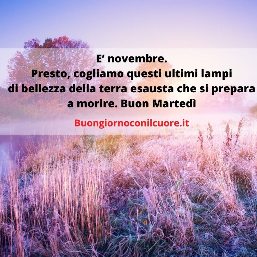 immagini buon martedì novembre