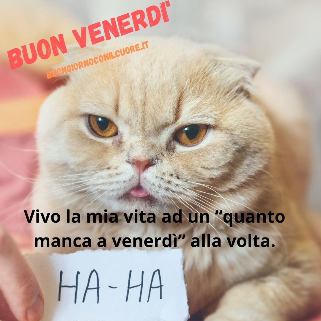 immagini buon venerdì 5 novembre spiritoso