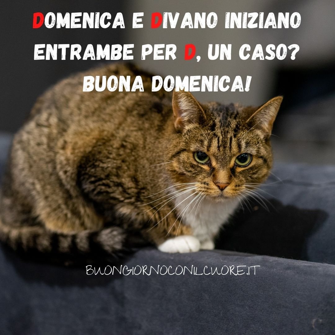 BUONA DOMENICA BUONGIORNO DIVERTENTE