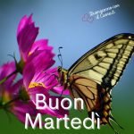 immagini nuove buon martedì