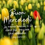 buon mercoledì tulipani