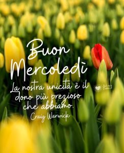 buon mercoledì tulipani